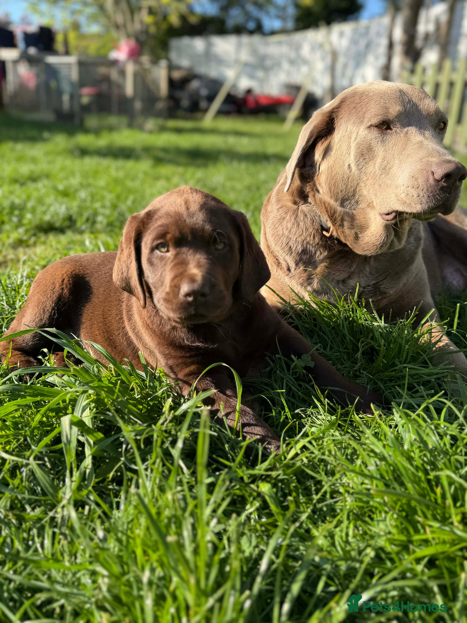 Labrador Retriever dogs ⭐️Chocolate and Silver Labrador puppies⭐️ - Advert 5