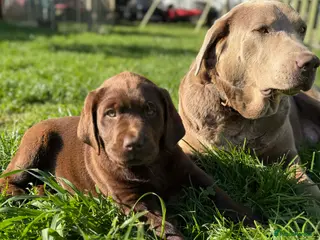 Labrador Retriever dogs ⭐️Chocolate and Silver Labrador puppies⭐️ - Advert 4