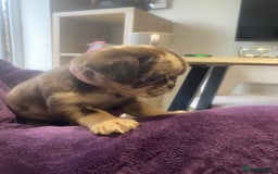 Pug dogs for sale: Merle pugs  - Advert 5