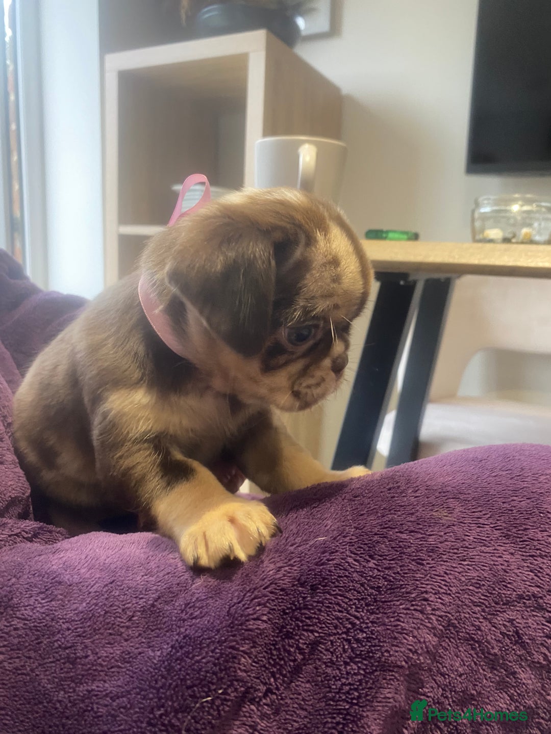 Pug dogs for sale: Merle pugs  - Advert 5