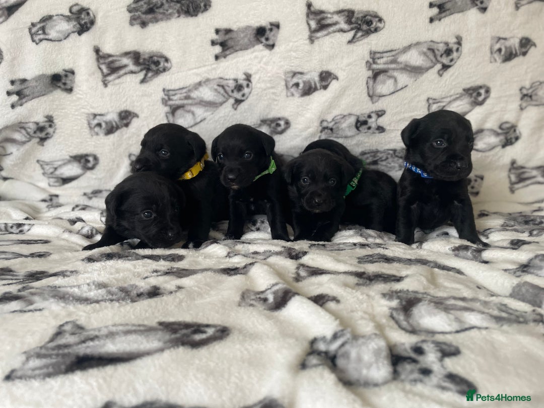 Labrador Retriever dogs for sale: Beautiful Labrador puppy’s  - Advert 10