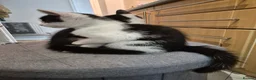 Mixed Breed cats for sale: Unique Black and White "Frosted" Bicolor kittens - Advert 17