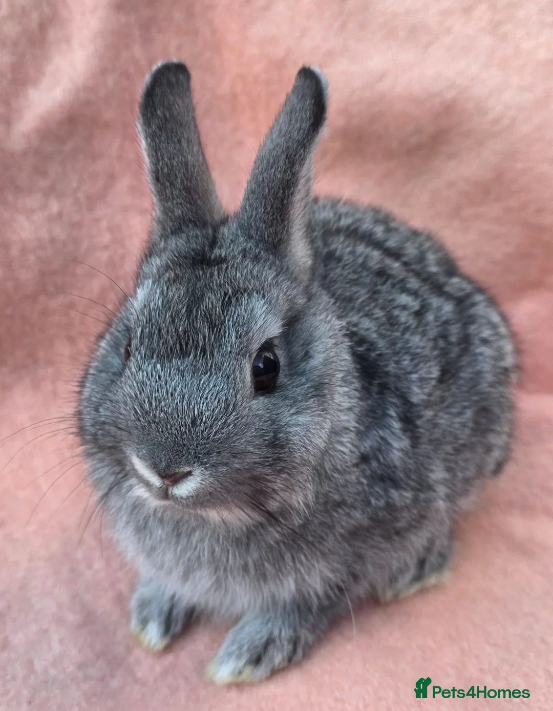 Lionhead rabbits for sale: Lion head kits. Netherland dwarf kits + mini rex. - Advert 6
