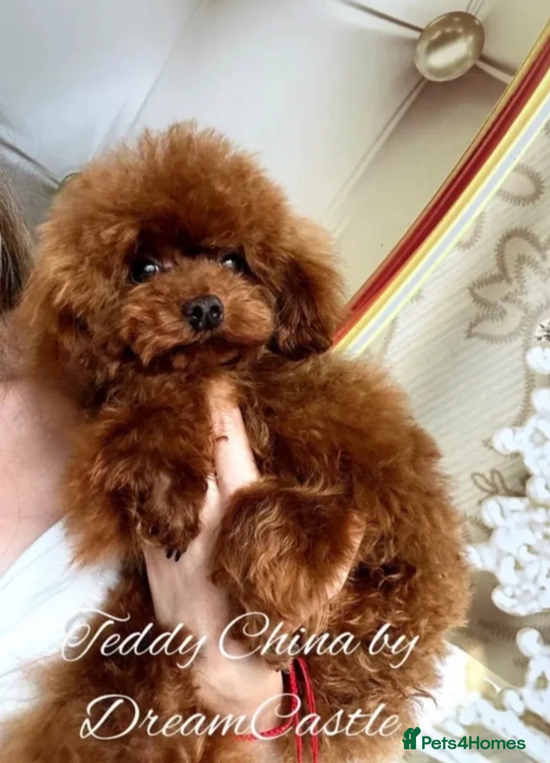 Toy Poodle dogs for stud: Deep red Asian poodle stud  - Advert 2