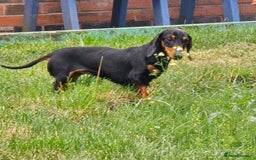 Miniature Dachshund dogs for sale: Loving, Happy Girl looking for loving home  - Image 7