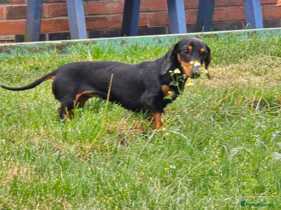 Miniature Dachshund dogs for sale: Loving, Happy Girl looking for loving home  - Image 7