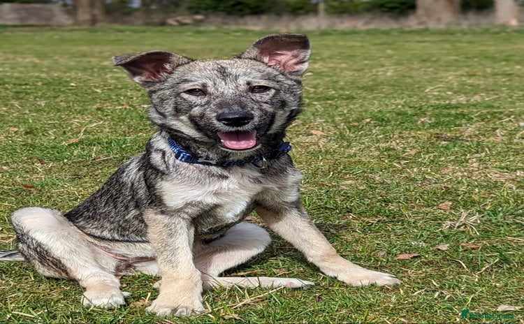 Mixed Breed dogs - Advert 5