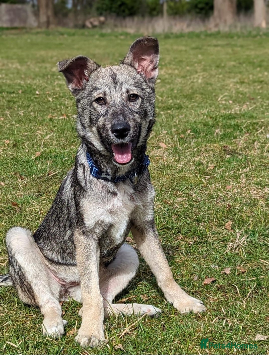 Mixed Breed dogs for adoption: Roona  - Image 1