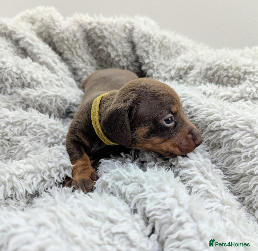 Miniature Dachshund dogs for sale: Beautiful Miniature Dachshund *one little girl* - Advert 8