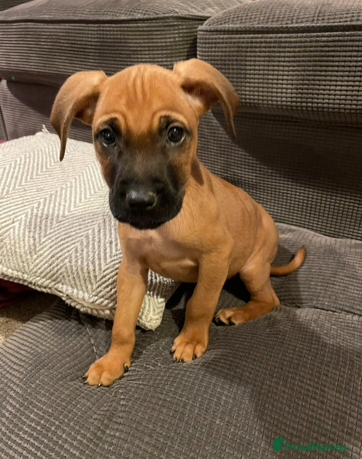 Mixed Breed dogs Fudge - Advert 1