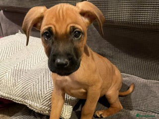 Mixed Breed dogs Fudge - Advert 1