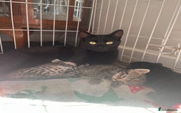 Mixed Breed cats for sale: Kittens - Image 2