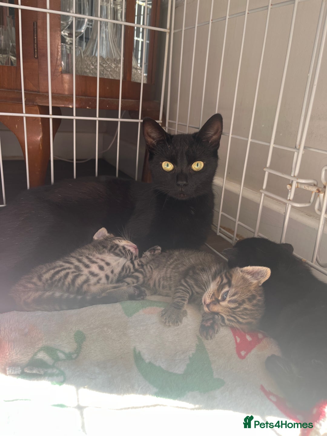 Mixed Breed cats for sale: Kittens - Image 2