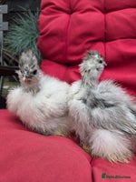 Chickens poultry - Advert 11