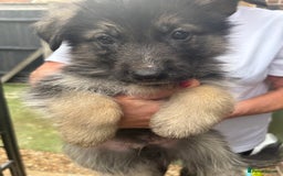 German Shepherd dogs for sale: German Shepard puppies  - Image 14