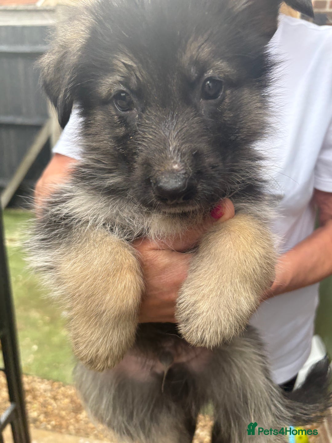 German Shepherd dogs for sale: German Shepard puppies  - Image 14