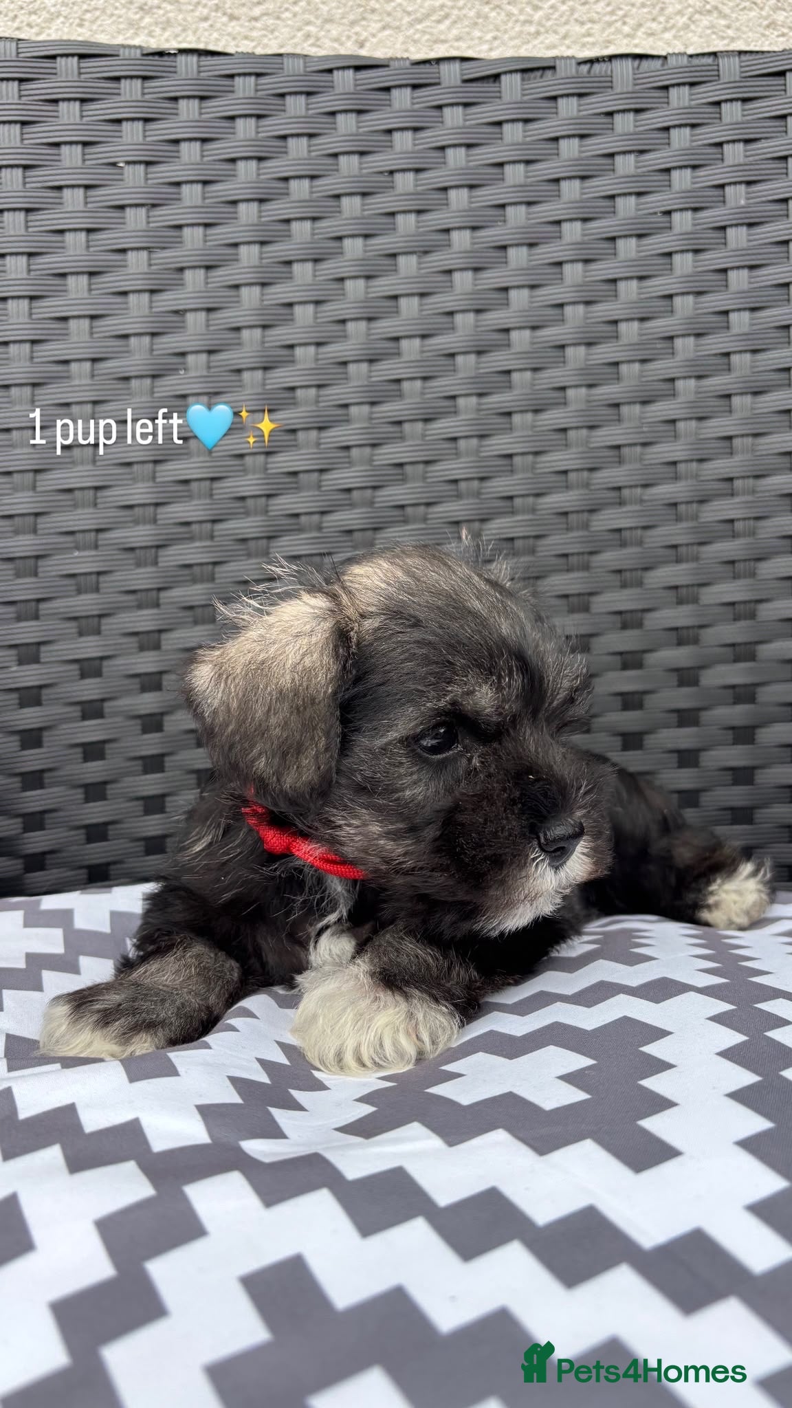 Miniature Schnauzer dogs KC pedigree miniature schnauzers - Advert 1