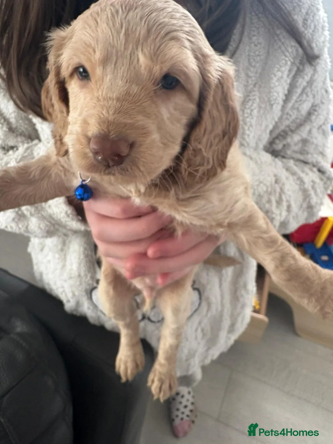 Cockapoo dogs for sale: Cockapoo pups for sale - Advert 2