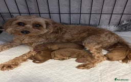 Cavapoo dogs for sale: Stunning fox red f1b Cavapoo puppies - Image 2