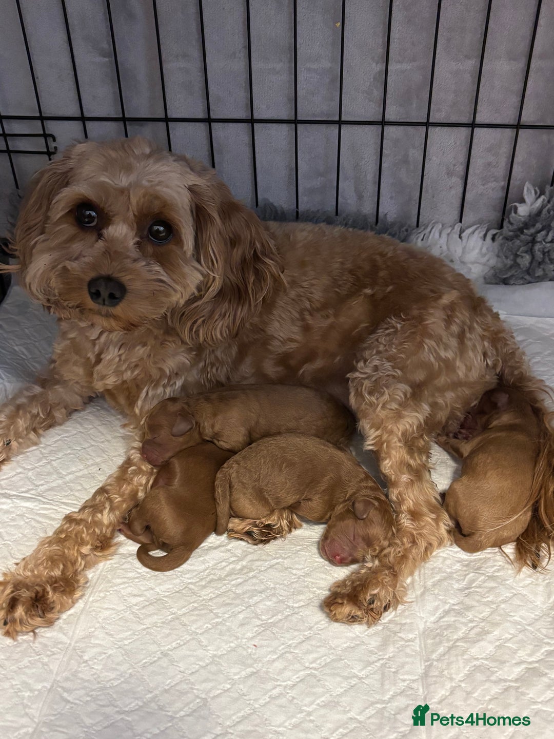 Cavapoo dogs for sale: Stunning fox red f1b Cavapoo puppies - Image 2