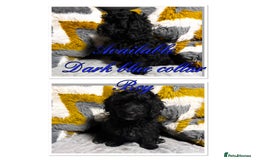 Maltipoo dogs for sale: Beautiful Maltipoo💙 boys and girls❤️ pra clear in Newark - Image 8