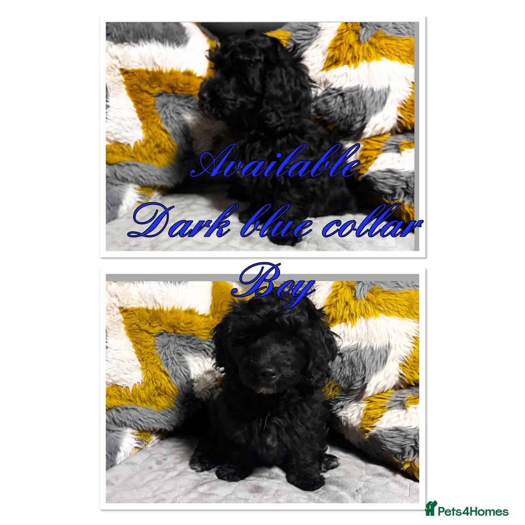 Maltipoo dogs for sale: Beautiful Maltipoo💙 boys and girls❤️ pra clear in Newark - Image 8
