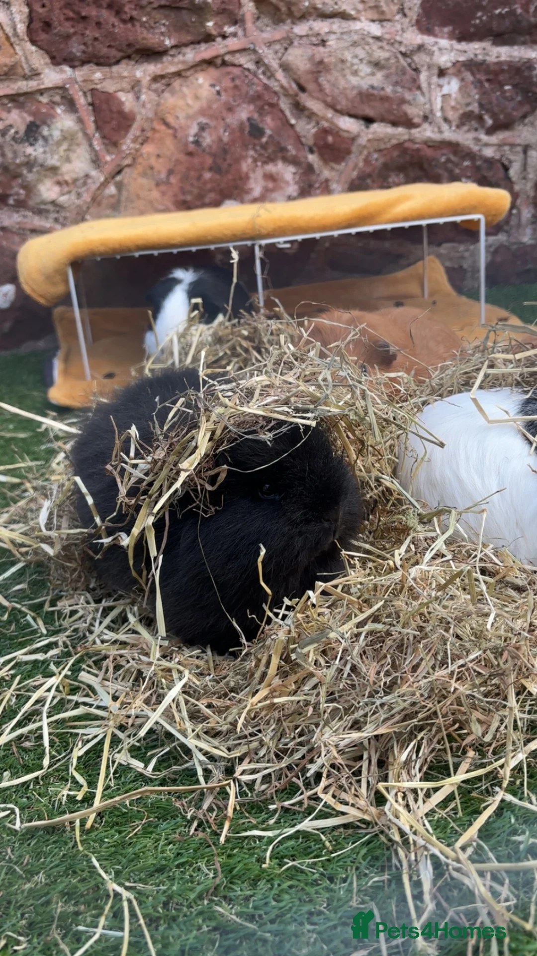 Guinea Pig rodents for sale: Two female Swiss x funky young female guinea pigs  - Advert 10
