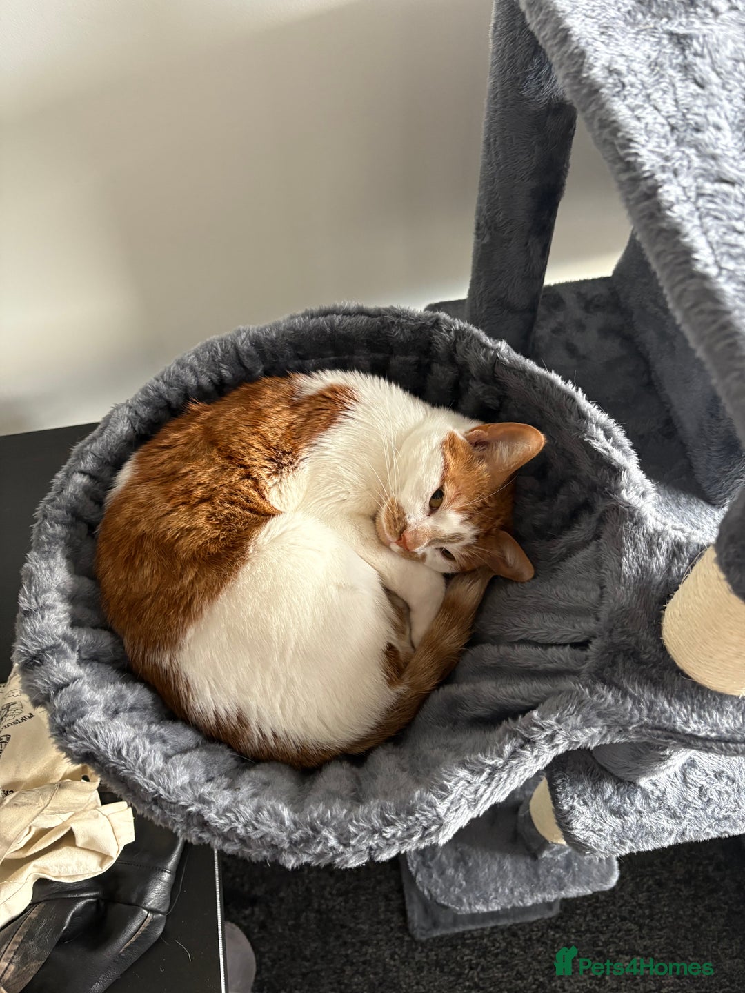 British Shorthair cats for sale: Ginger and White Shorthaired Cat - Image 2