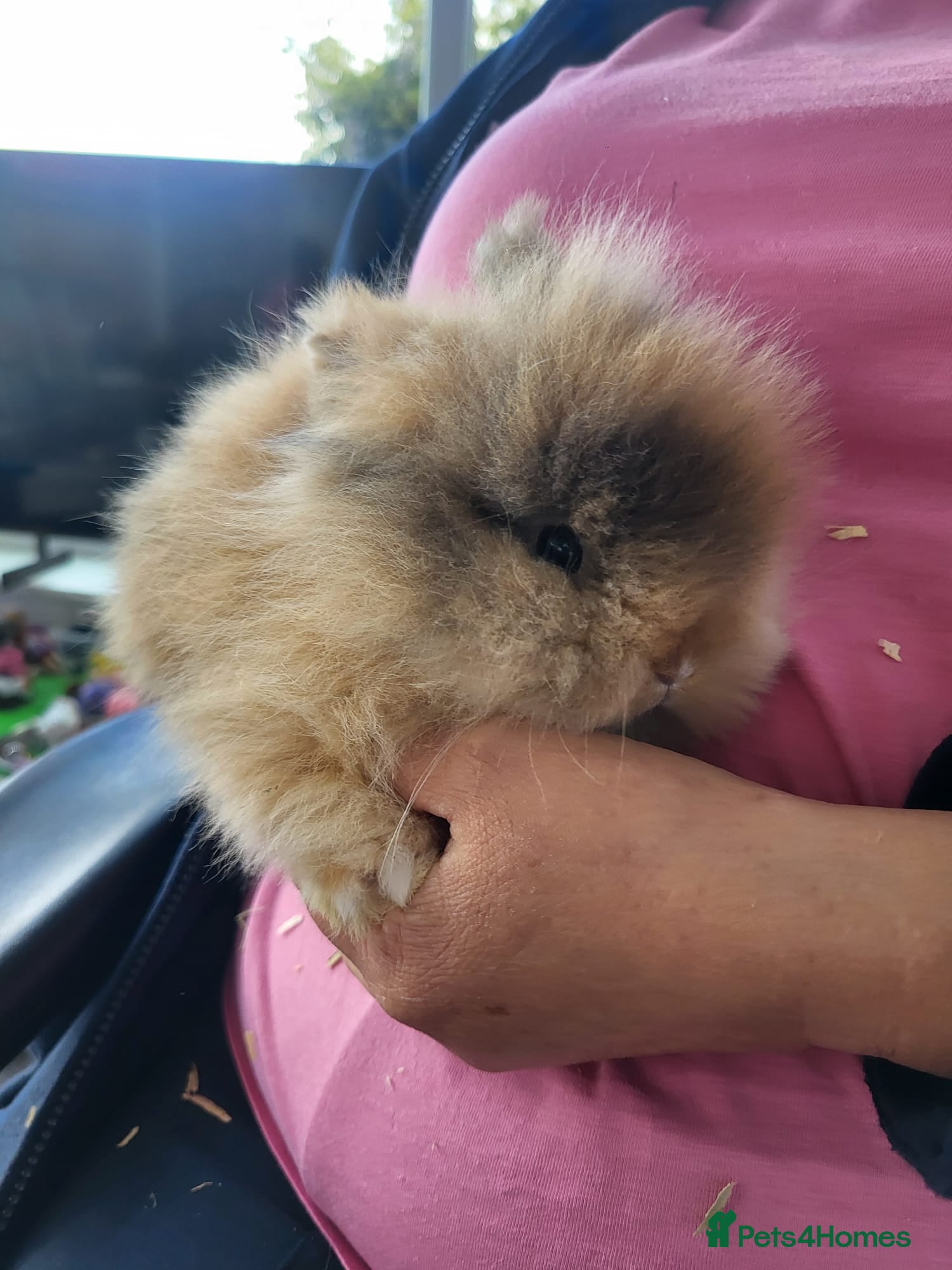 Lionhead rabbits 3 beautiful male lionhead rabbits  - Advert 2