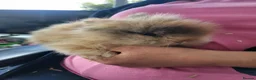 Lionhead rabbits for sale: 3 beautiful male lionhead rabbits  - Advert 2