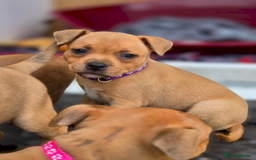 Staffordshire Bull Terrier dogs for sale: !READY NOW! KC Reg Quality Red Staffy Puppies  - Image 18