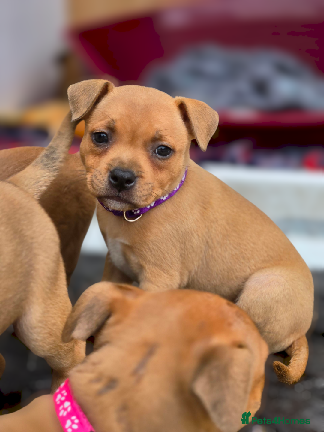 Staffordshire Bull Terrier dogs for sale: !READY NOW! KC Reg Quality Red Staffy Puppies  - Image 18