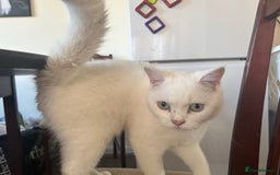 British Shorthair cats for sale: Male British shorthair for sale  - Image 3