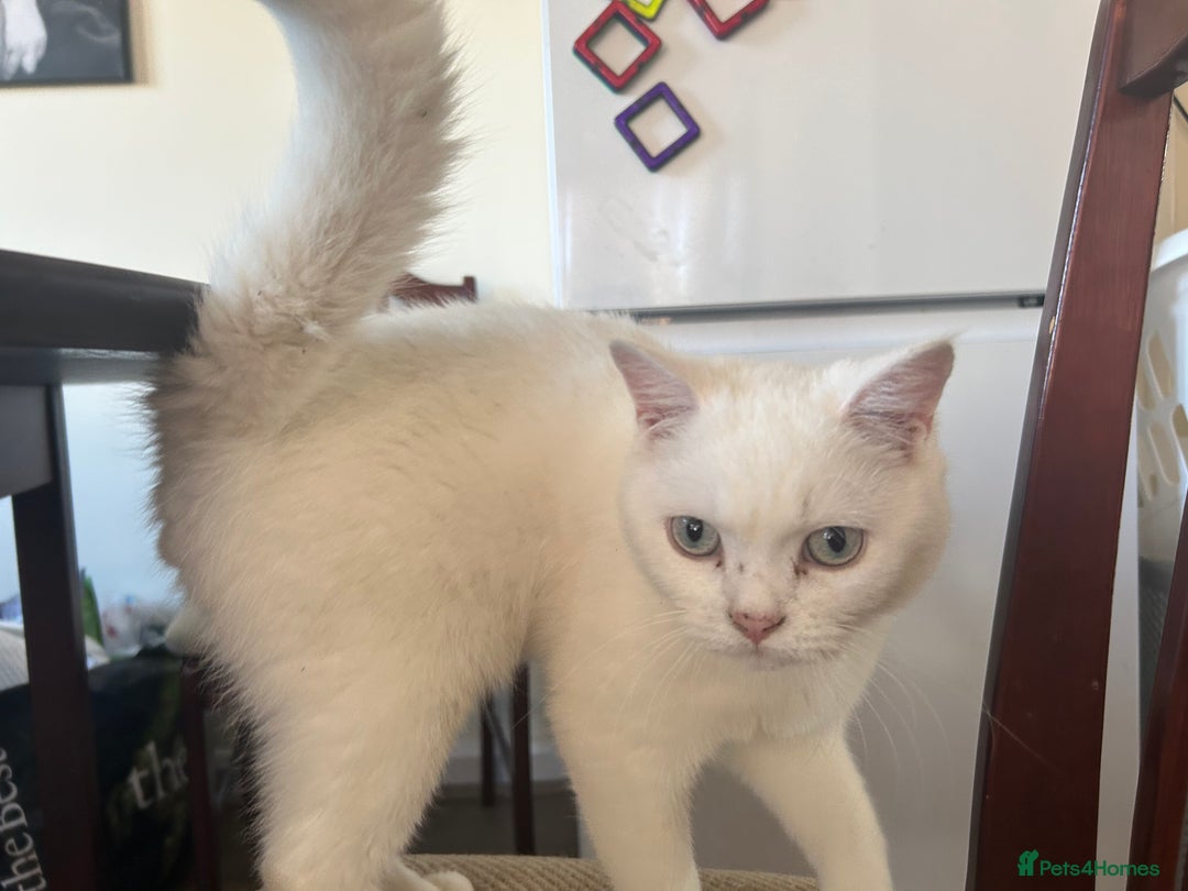 British Shorthair cats for sale: Male British shorthair for sale  - Image 3