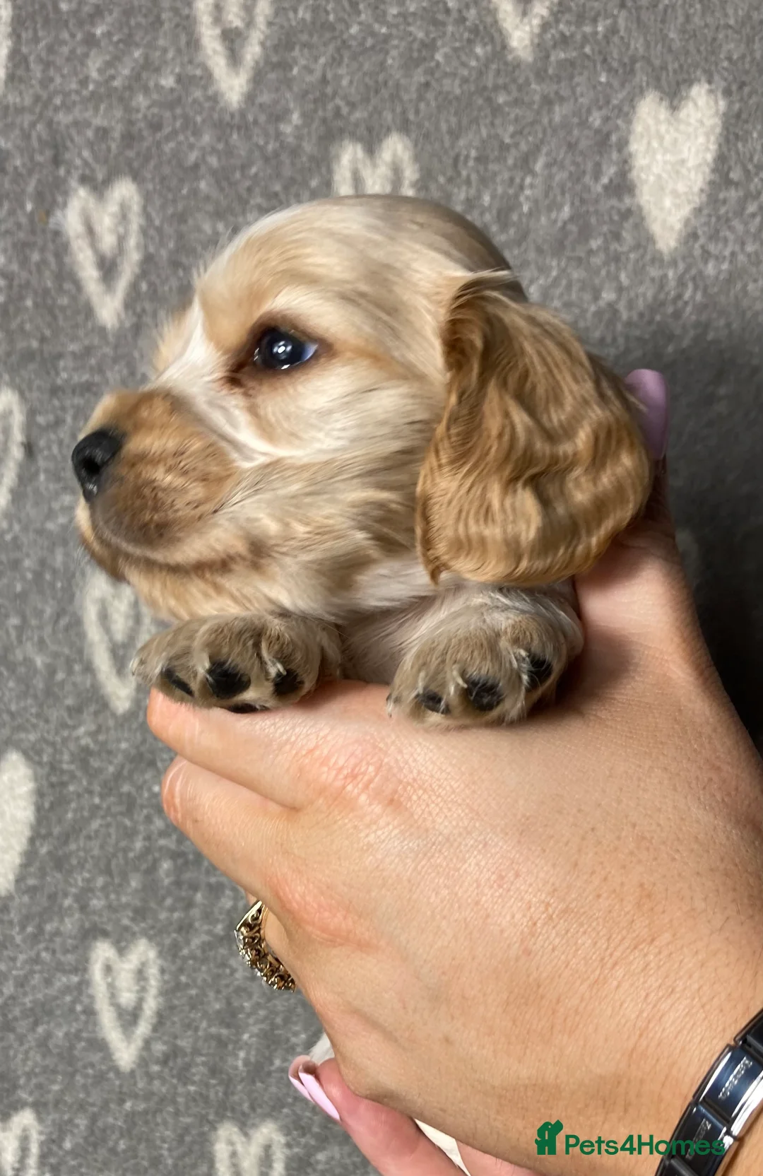 Cocker Spaniel dogs for sale: Show type cocker spaniels  - Advert 21