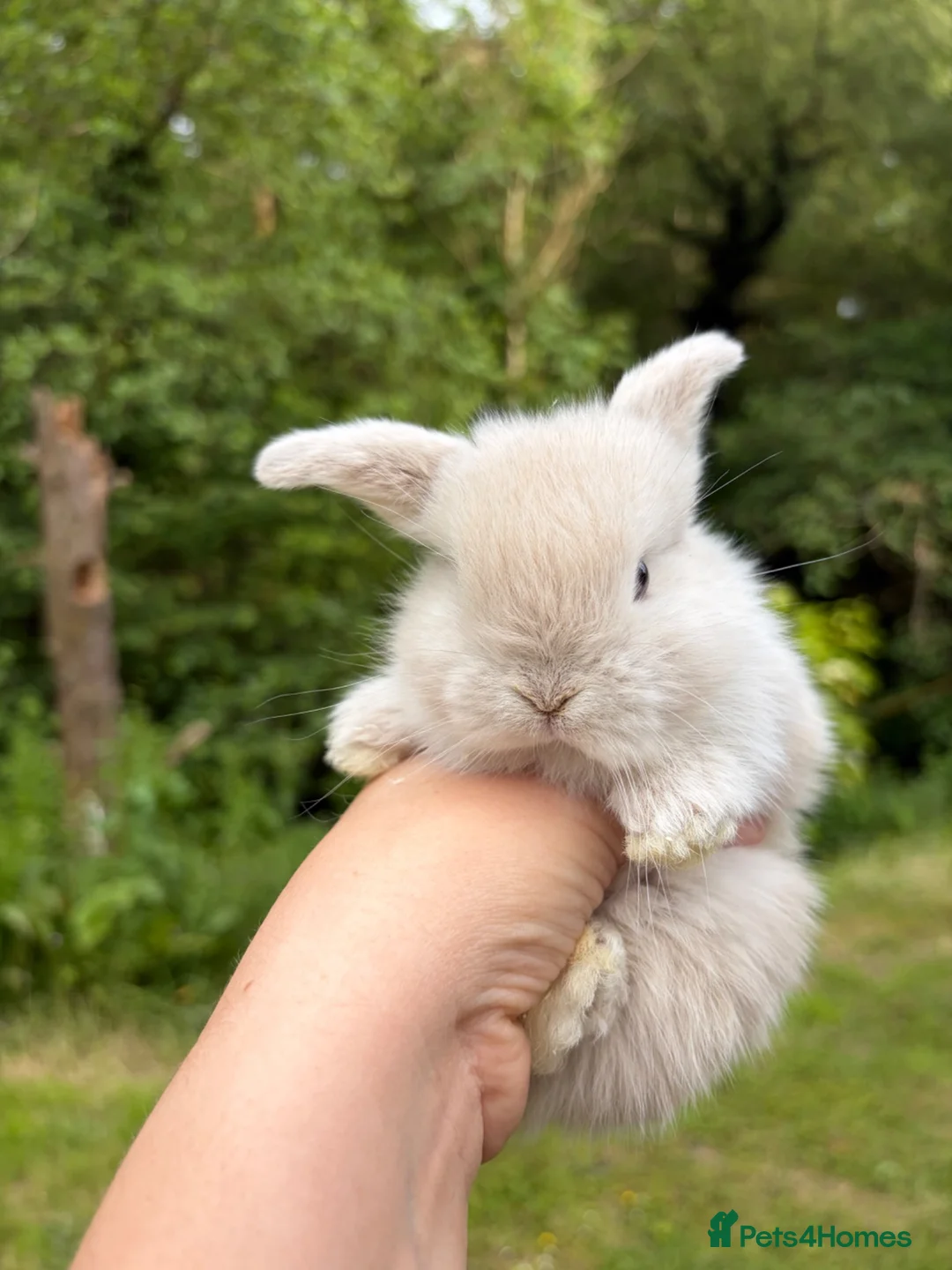 Mini Lop rabbits for sale: Female mini lop  - Advert 1