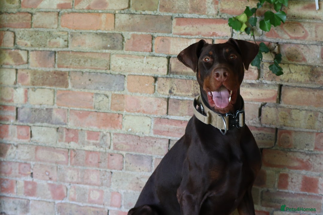 Dobermann dogs for sale: Denzel the male dobe - Advert 8