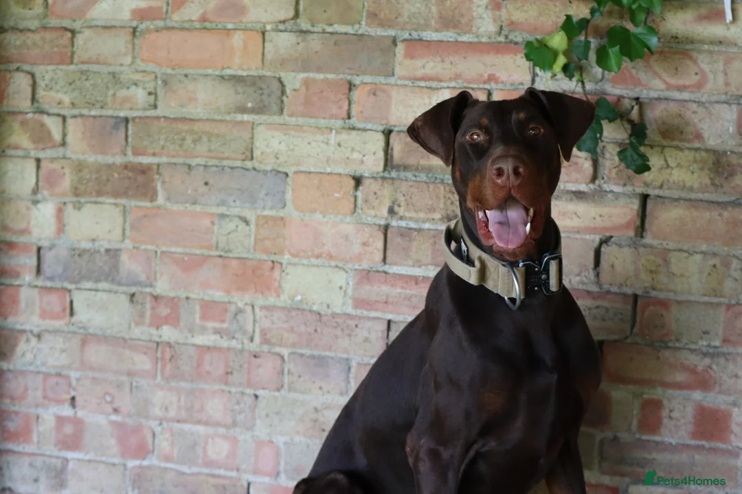 Dobermann dogs for sale: Denzel the male dobe - Advert 8