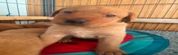 Labrador Retriever dogs for sale: Fox Red Labradors in Oswestry - Advert 13
