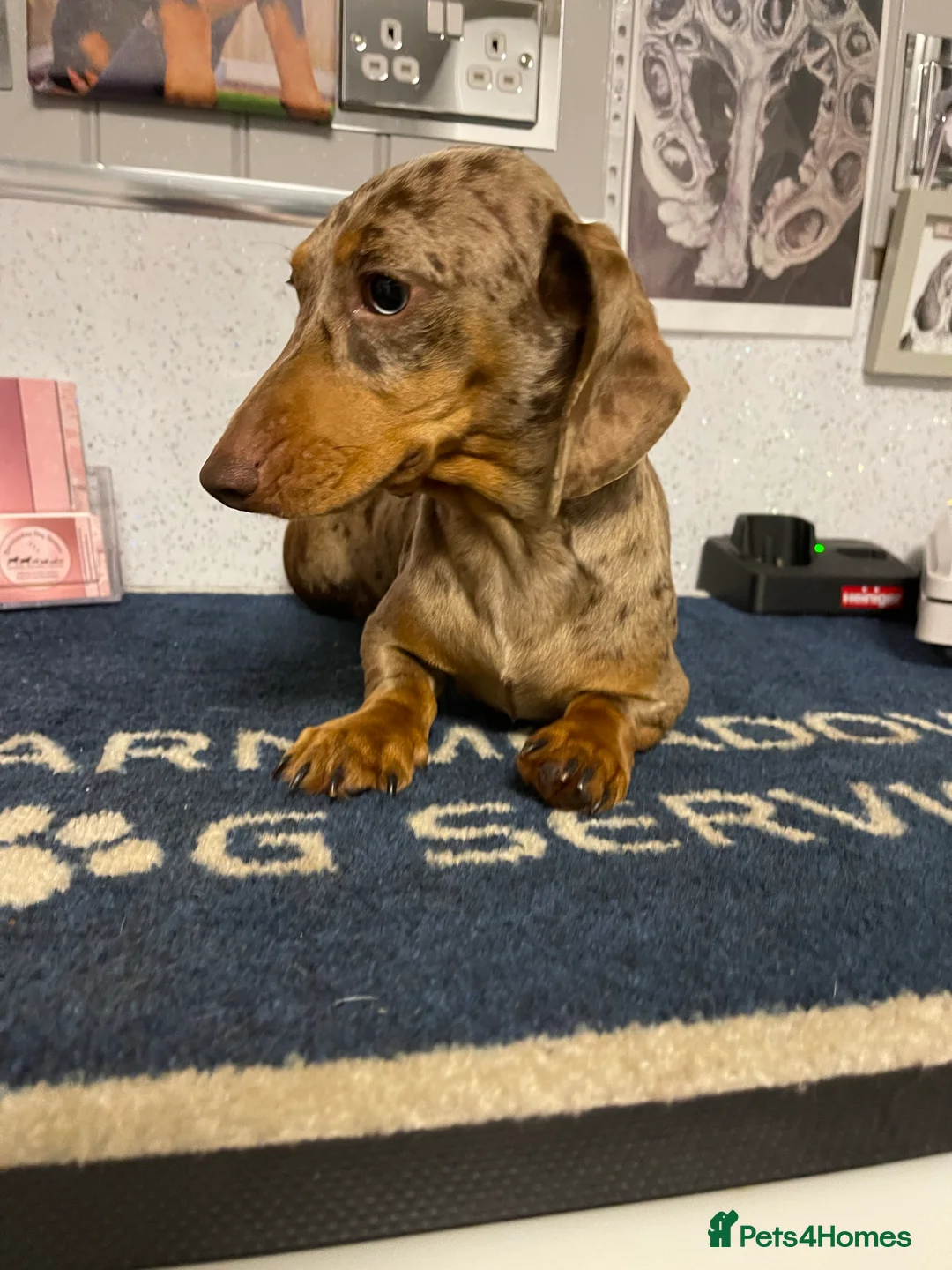 Miniature Dachshund dogs for stud: 🤎Albert🤎 in Newport - Advert 8