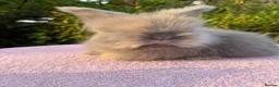 Angora rabbits for sale: Beautiful Full Faced English Angoras available  - Advert 4