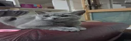British Shorthair cats for sale: Pj, daisy and boujie in London - Advert 9