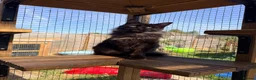 Maine Coon cats for sale: 1 year old black smoke female - Advert 5