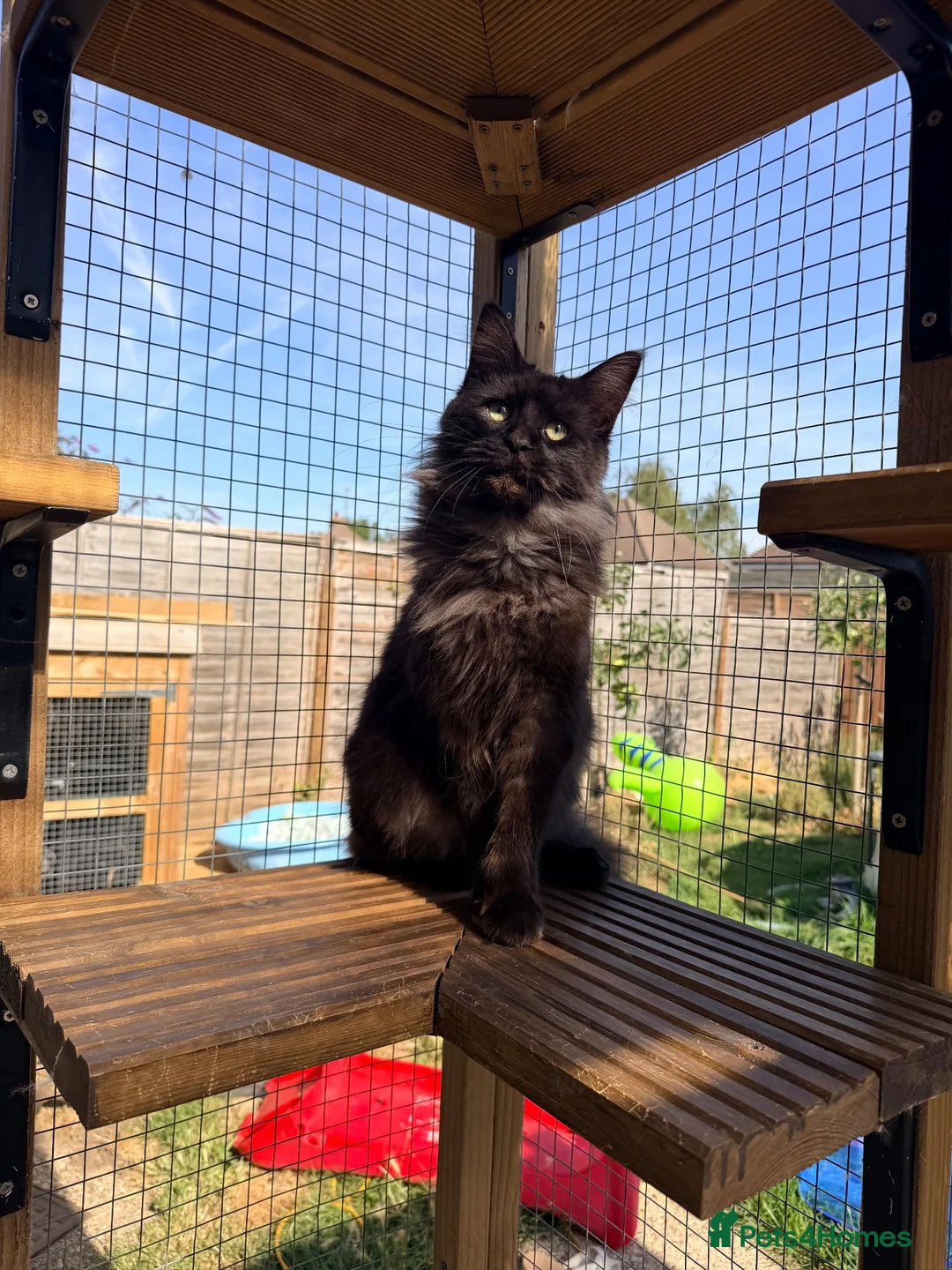 Maine Coon cats for sale: 1 year old black smoke female - Advert 5