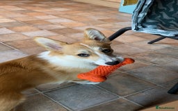 Welsh Corgi Pembroke dogs for sale: Rehoming Lily - Image 5