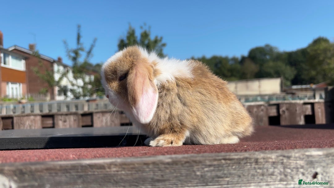 Mini Lop rabbits for sale: Pure Mini Lop Rabbits for sale - Image 1