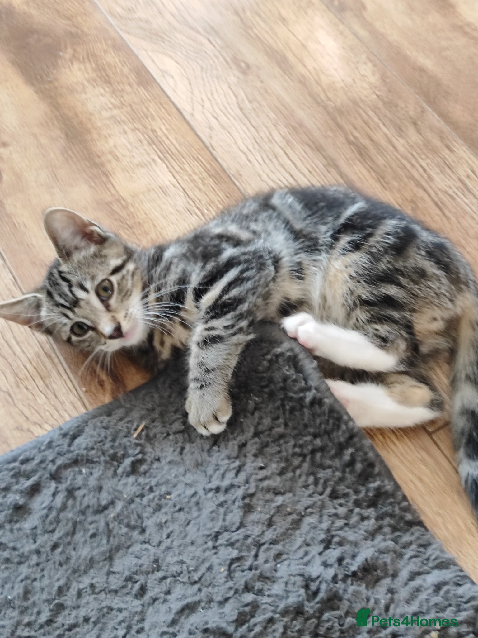 Mixed Breed cats Beautiful boy looking for forever home - Advert 6