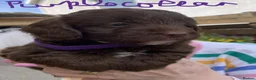 Mixed Breed dogs for sale: Cockerjackapoo in Neath - Advert 4