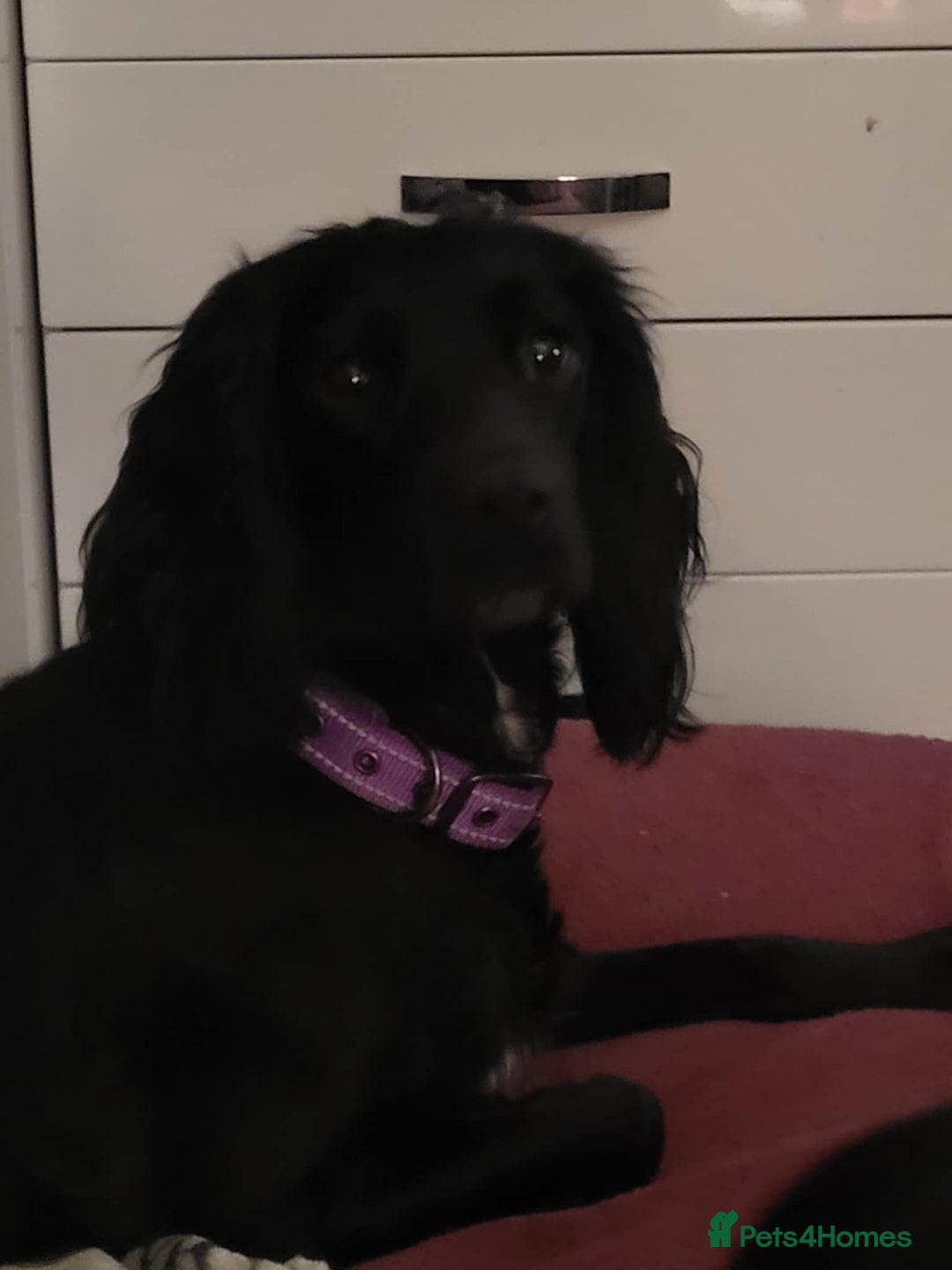 Mixed Breed dogs for sale: Sproker spaniel cross Cavalier King Charles  - Advert 2