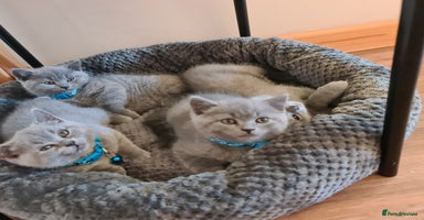 British Shorthair cats - Advert 3